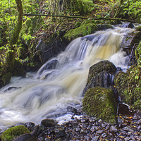 Buy canvas prints of  Woodland Stream by Jamie Green