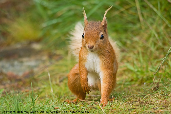 Red Squirrel Picture Board by Jamie Green