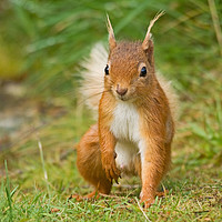 Buy canvas prints of Red Squirrel by Jamie Green