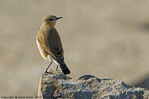 Northern Wheatear Picture Board by Jamie Green