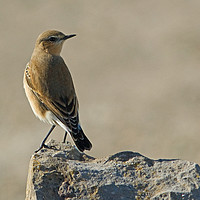 Buy canvas prints of Northern Wheatear by Jamie Green