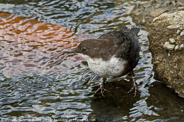 White-throated Dipper Picture Board by Jamie Green