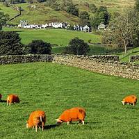 Buy canvas prints of Orange Sheep by Jamie Green