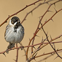 Buy canvas prints of Reed Bunting by Jamie Green