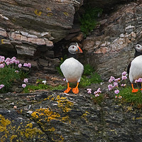 Buy canvas prints of Puffins by Jamie Green