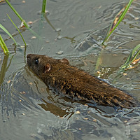 Buy canvas prints of Ratty At The Seaside by Jamie Green