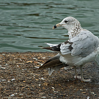 Buy canvas prints of Ring-billed Gull by Jamie Green