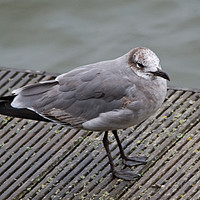 Buy canvas prints of Laughing Gull by Jamie Green