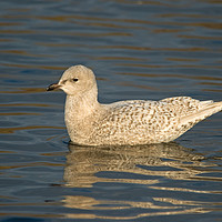 Buy canvas prints of Iceland Gull by Jamie Green