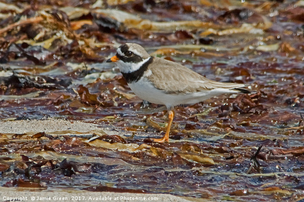 Ringed Plover Picture Board by Jamie Green