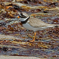 Buy canvas prints of Ringed Plover by Jamie Green