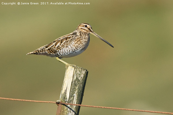 Snipe On A Post Picture Board by Jamie Green