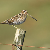 Buy canvas prints of Snipe On A Post by Jamie Green