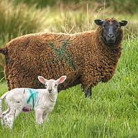 Buy canvas prints of X Rated Sheep by Jamie Green