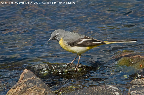 Grey Wagtail Picture Board by Jamie Green