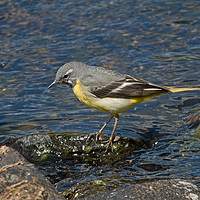 Buy canvas prints of Grey Wagtail by Jamie Green