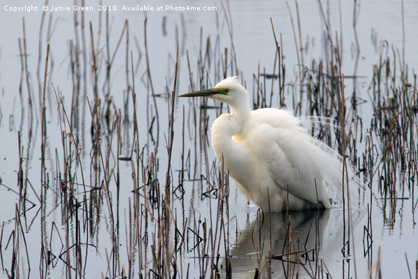 Great White Egret Picture Board by Jamie Green