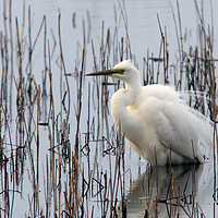 Buy canvas prints of Great White Egret by Jamie Green