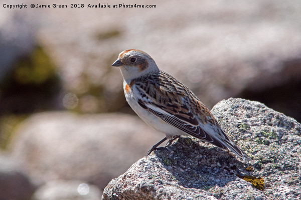 Female Snow Bunting Picture Board by Jamie Green