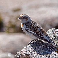 Buy canvas prints of Female Snow Bunting by Jamie Green