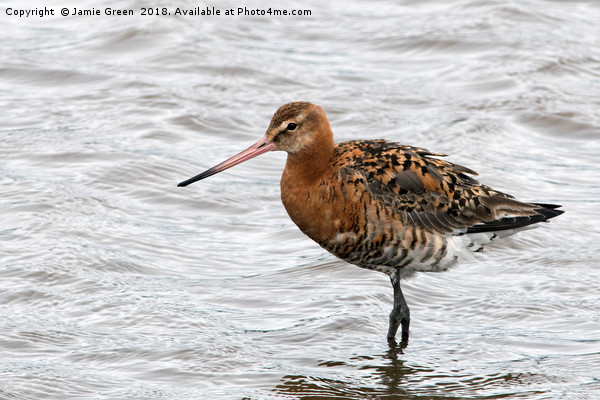 Black-tailed Godwit Picture Board by Jamie Green