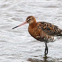 Buy canvas prints of Black-tailed Godwit by Jamie Green