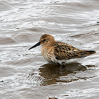 Buy canvas prints of Dunlin by Jamie Green
