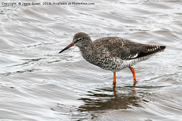 Redshank Picture Board by Jamie Green