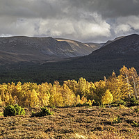 Buy canvas prints of Autumn in the Cairngorms by Jamie Green