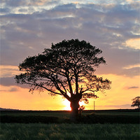 Buy canvas prints of Shropshire Sunset by Danny Thomas