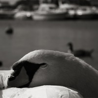 Buy canvas prints of Sleeping Swan by Castleton Photographic