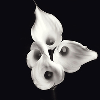 Buy canvas prints of Calla Lilies by Castleton Photographic