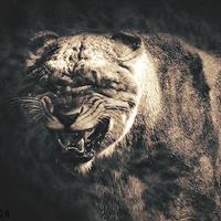 Buy canvas prints of  Roar by Castleton Photographic