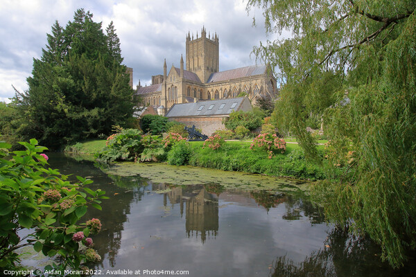  Wells Cathedral from the Bishops Palace   Picture Board by Aidan Moran