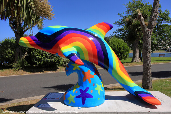 Rainbow Dolphin  Picture Board by Aidan Moran
