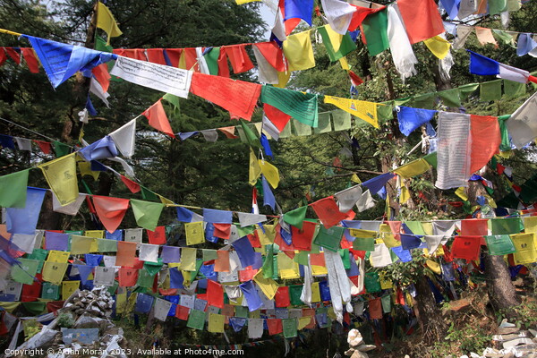Vibrant Prayer Flags Fluttering in the Wind Picture Board by Aidan Moran