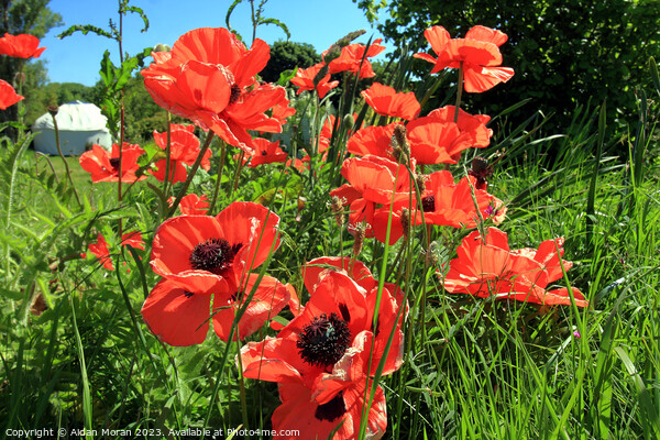 Field of Red Poppies  Picture Board by Aidan Moran