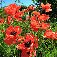 Buy canvas prints of Field of Red Poppies  by Aidan Moran