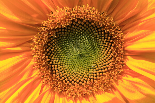  Yellow sunflower Picture Board by Aidan Moran