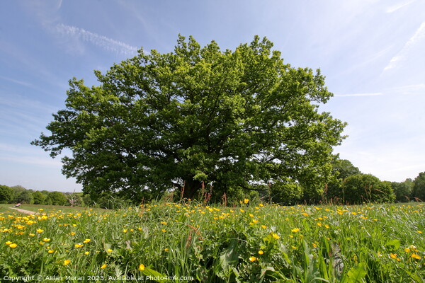 Oak Tree on Hampstead Heath, London Picture Board by Aidan Moran