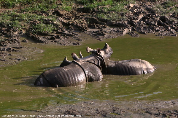 One-horned Rhino Pair Cooling Off Picture Board by Aidan Moran