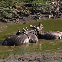 Buy canvas prints of One-horned Rhino Pair Cooling Off by Aidan Moran