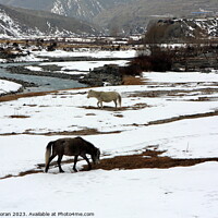 Buy canvas prints of Horses in a Winter Landscape   by Aidan Moran