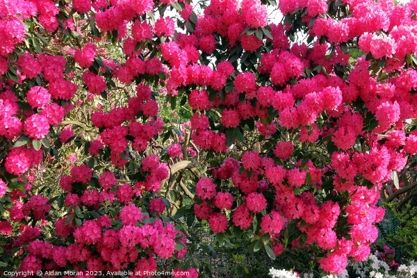 Pink Rhododendron Flowers  Picture Board by Aidan Moran