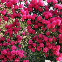 Buy canvas prints of Pink Rhododendron Flowers  by Aidan Moran