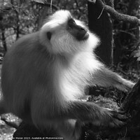 Buy canvas prints of Gray Langur Monkey in the Forest  by Aidan Moran