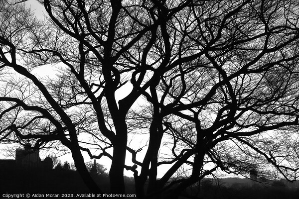 Enchanting Oak Tree Picture Board by Aidan Moran