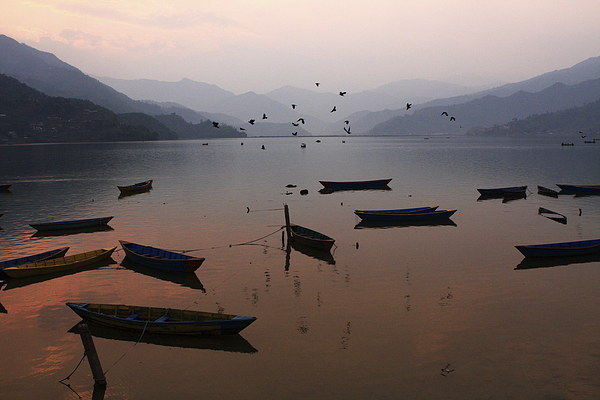 Fishing Boats - Phewa Lake - Nepal Picture Board by Aidan Moran