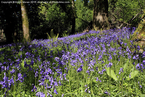  Forest Of Bluebells  Picture Board by Aidan Moran