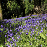 Buy canvas prints of  Forest Of Bluebells  by Aidan Moran
